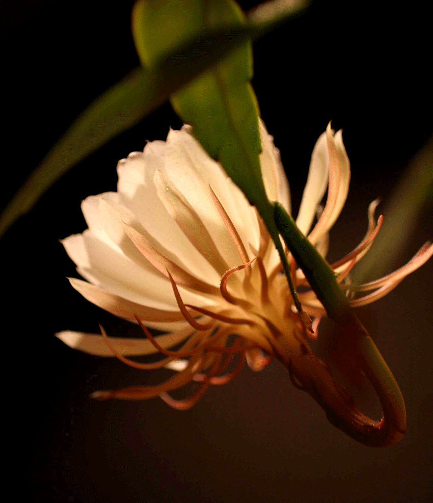 Cereus